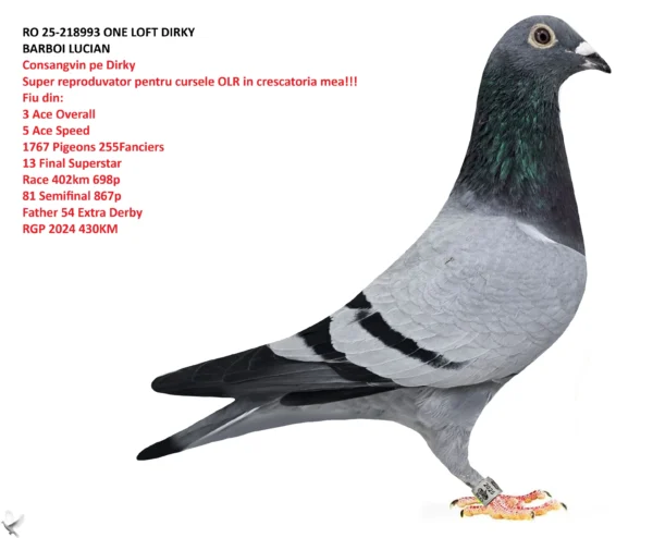 RO 25-218993 ONE LOFT BARBOI  LUCIAN Consangvin pe Dirky Super reproduvator  pentru cursele OLR in  crescatoria mea!!! Fiu din: 3 Ace Overall  5 Ace Speed  1767 Pigeons 255Fanciers  13 Final Superstar  Race 402km 698p 81 Semifinal 867p Father 54 Extra Derby  RGP 2024 430KM