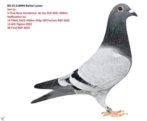RO 25-218994 Mascul 50% Racolta Sorin 5 Final Race Horodnicul  de Sus OLR 2021 420km Halfbrother to: 14 FINAL RACE 430km 476p 1057m/min RGP 2022 13 ACE Pigeon 2022 48 Final RGP 2024