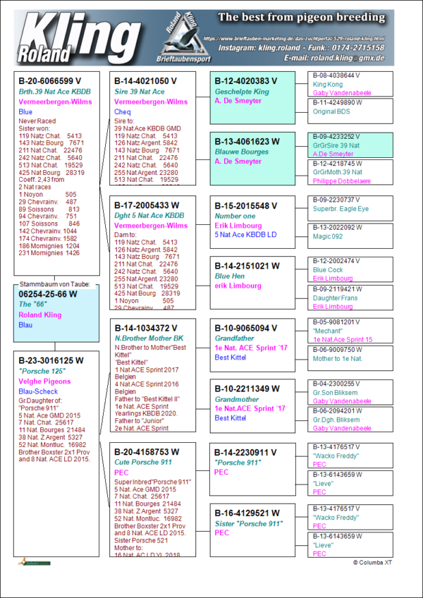 DV 6524-25-66 Femela Roland Kling  Wilms x Velghe Pigeons nepoata Porsche911 si fratele de cuib cu mama lui Best Kittel Pipa Breeding