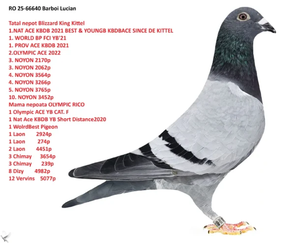 RO 25-66640 Femela Barboi Lucian Tata nepot  Blizzard King Kittel Mama Nepoata  Olympic Rico