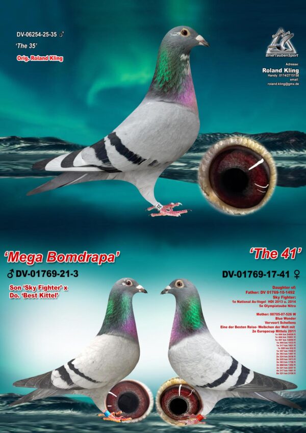 DV 6254-25-35 Mascul Roland Klind Dublu nepot Sky Fighter Andreas Drapa 1 Nat Ace Pigeon
