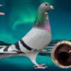 DV 6254-25-35 Mascul Roland Klind Dublu nepot Sky Fighter Andreas Drapa 1 Nat Ace Pigeon