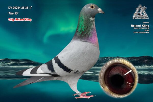 DV 6254-25-35 Mascul Roland Klind Dublu nepot Sky Fighter Andreas Drapa 1 Nat Ace Pigeon