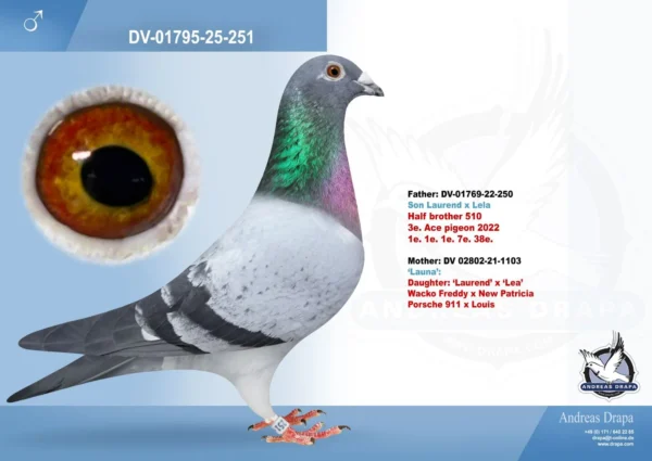 DV 1769-25-251 Mascul Andreas Drapa Dublu Nepot Laurend PEC fiu Porsche 911