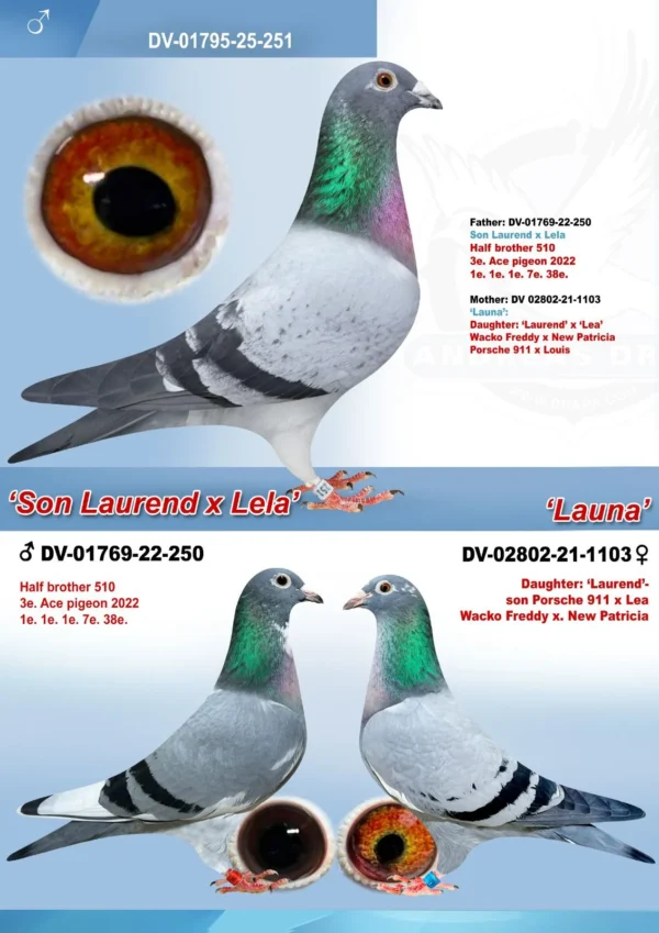 DV 1769-25-251 Mascul Andreas Drapa Dublu Nepot Laurend PEC fiu Porsche 911