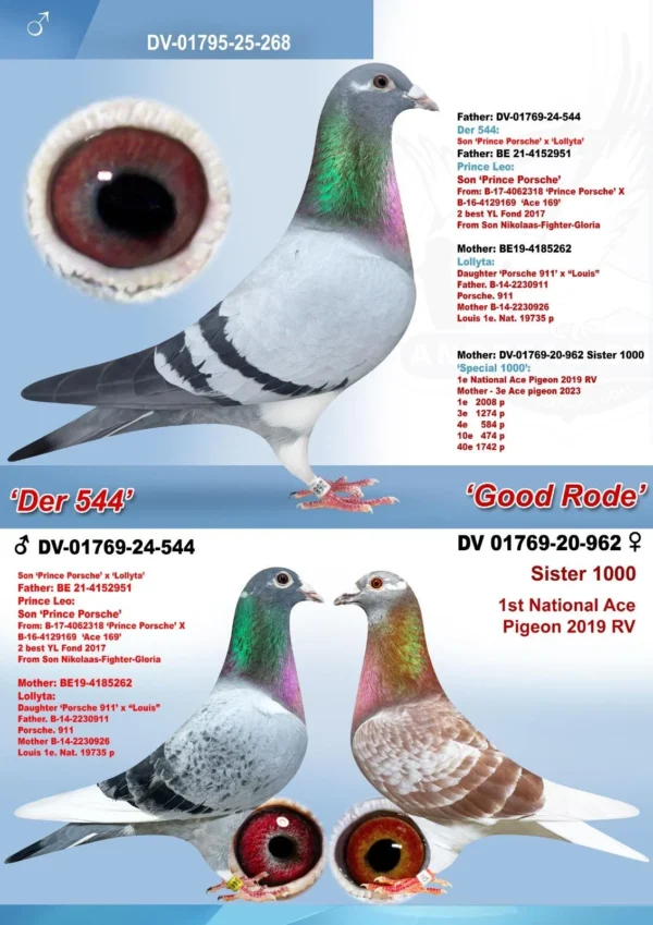 DV 1795-25-268 Mascul Klaus Rachner tatal nepot Prince Porsche si Porsche 911, mama este nepoata Kittle