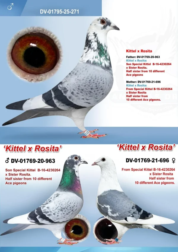 DV 1795-25-271 Mascul Klaus Rachner Consangvin Dublu nepot SPERKITTEL si Sora Olympic Rosita!!!