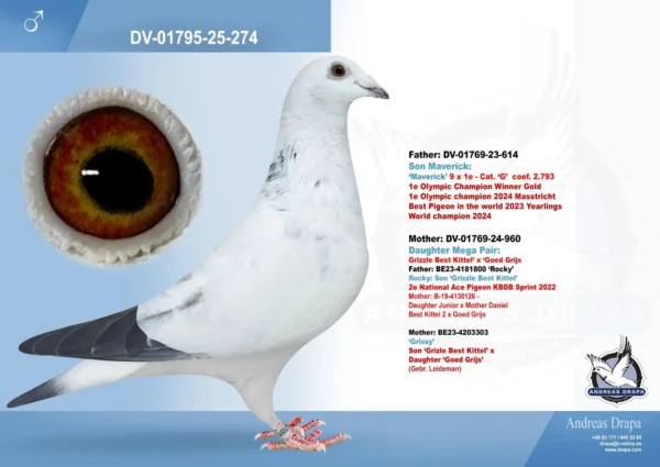 DV 1795-25-274 Mascul Klaus Rachner tatal este fiu din Maverick mama este dubla nepoata din Grizzle Best Kittel