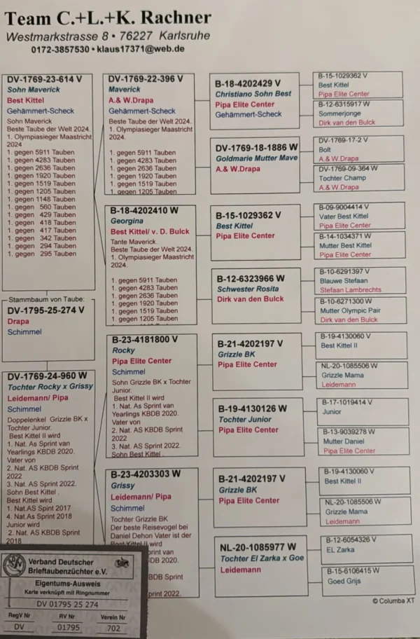 DV 1795-25-274 Mascul Klaus Rachner tatal este fiu din Maverick mama este dubla nepoata din Grizzle Best Kittel