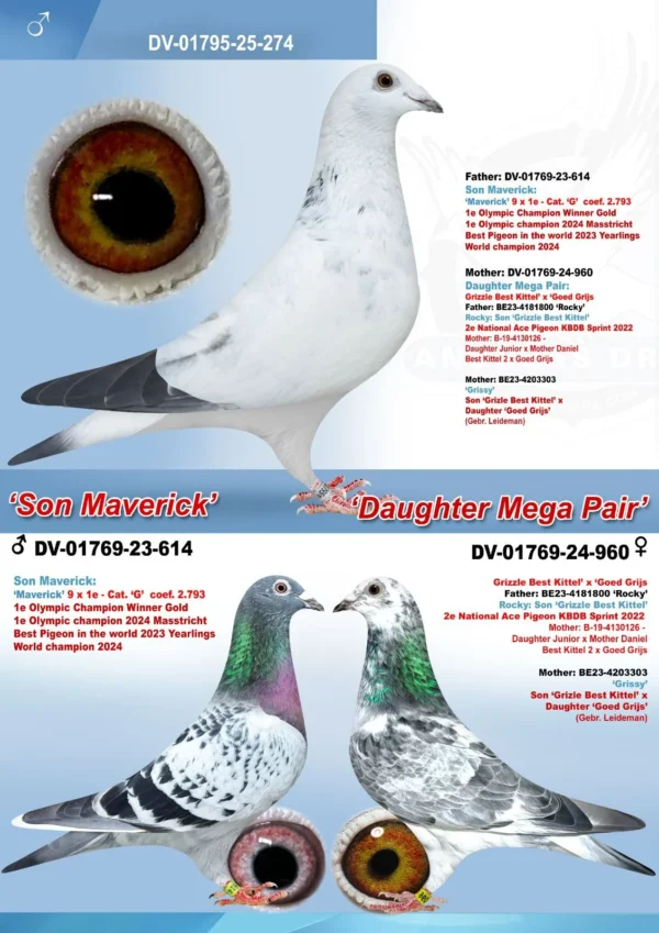 DV 1795-25-274 Mascul Klaus Rachner tatal este fiu din Maverick mama este dubla nepoata din Grizzle Best Kittel