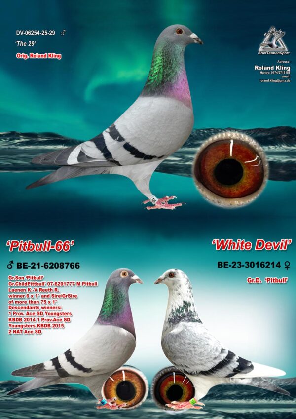 DV 6254-25-29 Roland Kling Tatal este nepot din Wonder Pitbull Super reproducator tata si bunic la peste 40 x loc 1 ,mama este nepoata Pitbull777