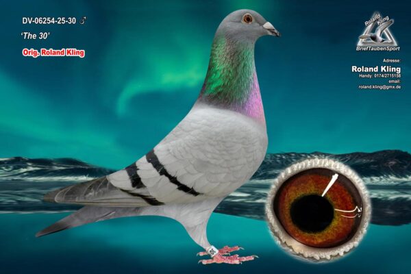 DV 6254-25-30 Mascul Roland Kling Dublu stranepot Pitbull777