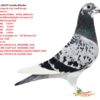 RO 23-345157 Femela HardBliksem Semisora cu: 1 Bialystok1-650km  6473p 1062m/m  23 Final 505km1342p  Olr Kalimanci 21  6 Nat.MD.Young 2019  6  1609p      531km   10 2087p      315km   4  6463p      130km   8  4176p      651km   1  2499p      125km