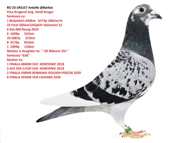 RO 23-345157 Femela HardBliksem Semisora cu: 1 Bialystok1-650km  6473p 1062m/m  23 Final 505km1342p  Olr Kalimanci 21  6 Nat.MD.Young 2019  6  1609p      531km   10 2087p      315km   4  6463p      130km   8  4176p      651km   1  2499p      125km