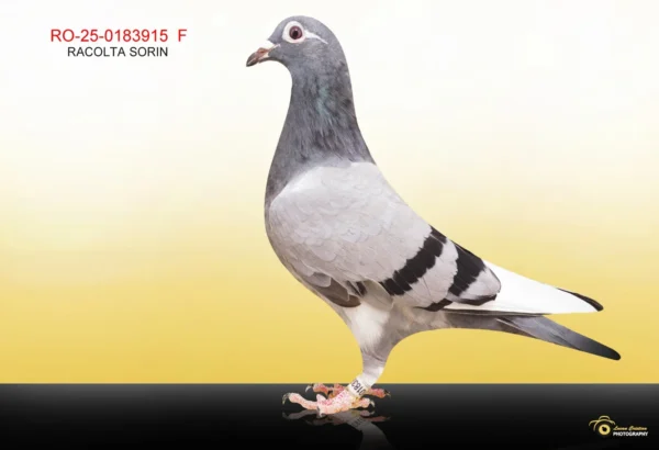 3915 RO 183915 2025 Femela Racolta Sorin Nepoata consangvina "866", sora de tata cu locul 5 Finala Superstar Summer Race 2025