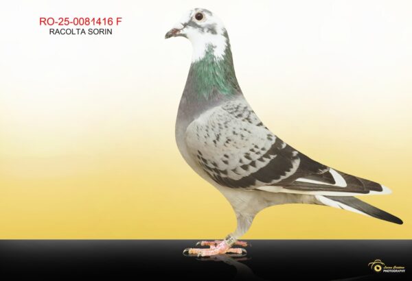 4416 RO 81416 2025 Femela Racolta Sorin sora buna cu mama locului 5 Final Derby Moldova, nepoata 866 si nepoata Bliksem 331 super reproducatori in mai multe generatii!!