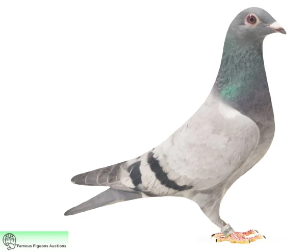 DV 9835-25-524 Uwe Alther 100% Gebr. Kokartis, Verstraete Pigeons