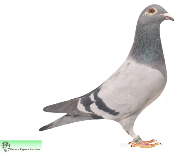 DV 9835-25-526 Uwe Alther Rainer Pottmann 100% Vloemans Hurican 51