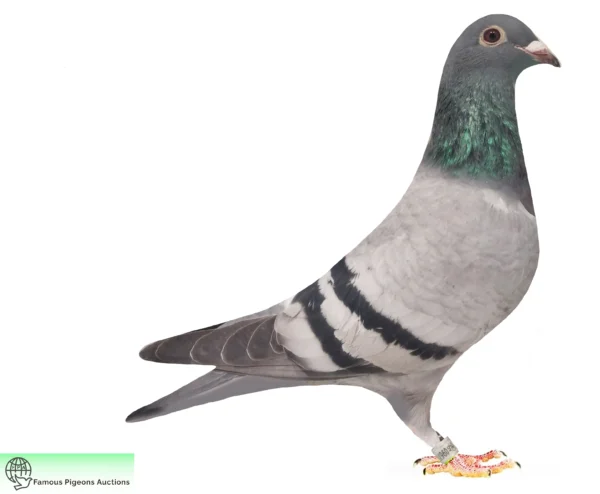 DV 9835-25-530 Uwe Alther Rainer Puttmann Huurrican 51