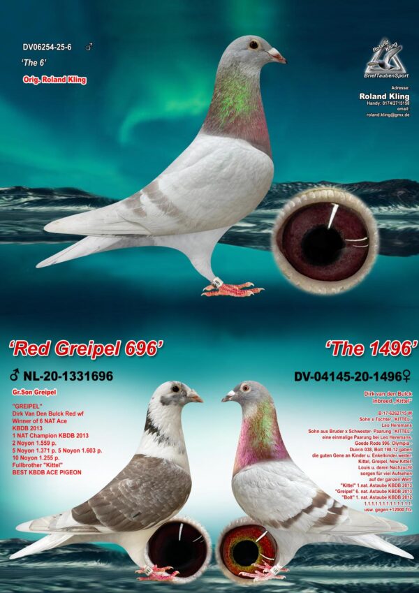 DV 6254-25-6 Mascul Roland Kling tata este nepot Greipel Gold Dust, mama este  Broer Gode Rode x Kittel Dirk Van Den Bulk