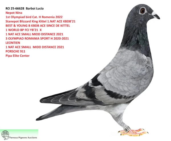 RO 25-66628 Femela  Barboi Lucia Nepot Nina 1st Olympiad bird Cat. H Romenia 2022 Stanepot Blizzard King Kittel 1.NAT ACE KBDB'21 BEST & YOUNG B KBDB ACE SINCE DE KITTEL 1 WORLD BP FCI YB'21  X 1 NAT ACE SMALL MIDD DISTANCE 2021 3 OLYMPIAD ROMANIA SPORT H 2020-2021 LEONTIEN 1 NAT ACE SMALL MIDD DISTANCE 2021 PORSCHE 911 Pipa Elite Center