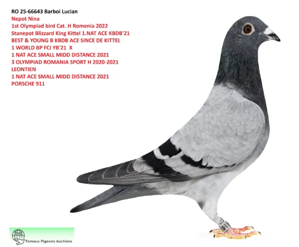RO 25-66643 Mascul Mascul Nepot Nina 1st Olympiad bird Cat. H Romenia 2022 Stanepot Blizzard King Kittel 1.NAT ACE KBDB'21 BEST & YOUNG B KBDB ACE SINCE DE KITTEL 1 WORLD BP FCI YB'21  X 1 NAT ACE SMALL MIDD DISTANCE 2021 3 OLYMPIAD ROMANIA SPORT H 2020-2021 LEONTIEN 1 NAT ACE SMALL MIDD DISTANCE 2021 PORSCHE 911