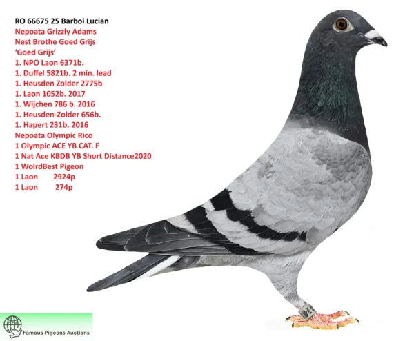 RO 66675 25 Femela Albastra Nepoata Grizzly Adams Nest Brothe Goed Grijs ‘Goed Grijs’ 1. NPO Laon 6371b. 1. Duffel 5821b. 2 min. lead 1. Heusden Zolder 2775b 1. Laon 1052b. 2017 1. Wijchen 786 b. 2016 1. Heusden-Zolder 656b. 1. Hapert 231b. 2016 Nepoata Olympic Rico 1 Olympic ACE YB CAT. F  1 Nat Ace KBDB YB Short Distance2020  1 WolrdBest Pigeon  1 Laon        2924p  1 Laon         274p