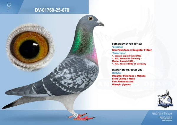 DV 1769-25-670 Femela Dubla nepoata Pokerface