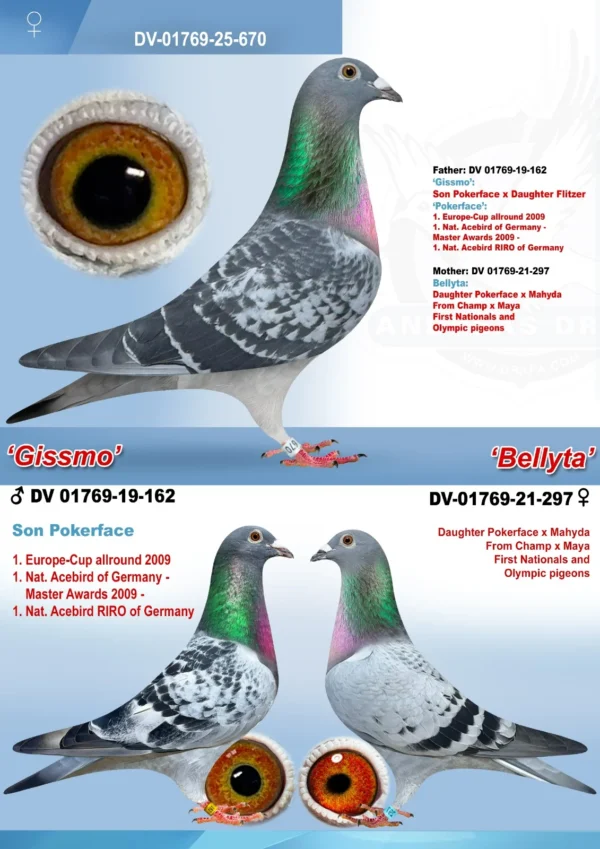 DV 1769-25-670 Femela Dubla nepoata Pokerface