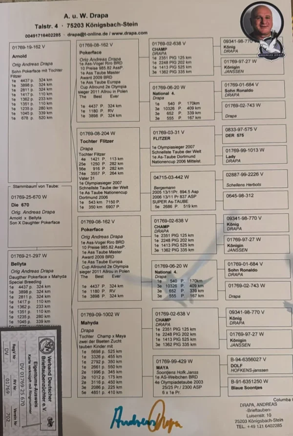 DV 1769-25-670 Femela Dubla nepoata Pokerface