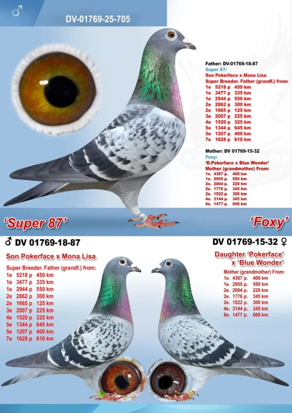 DV 1769-25-705 Mascul Andreas Drapa dublu nepot megastarul POKERFACE , nepot Mona Lisa si Blue Wonder