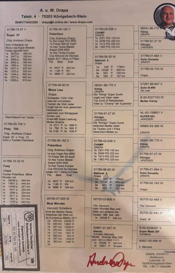 DV 1769-25-705 Mascul Andreas Drapa dublu nepot megastarul POKERFACE , nepot Mona Lisa si Blue Wonder