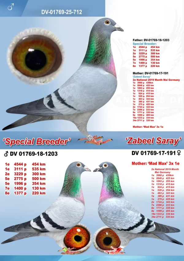 DV 01769-25-712 Mascul Andreas Drapa dublu nepot Sky Fighter 1 Nationa AS HDI 2013-2014 loc 5 Olympiada Nitra 10x locul 1