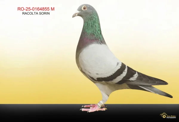 855 RO 164855 2025 Mascul Racolta Sorin un incest din doi frati ce cuib, dublu nepot loc 6 Finala superstar Winter 2023, dublu nepot 9772 Fiu Koendersul si "638"