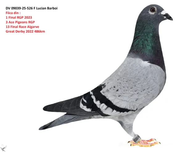 DV 09039-25-526 Barboi Lucian Fiica din : 1 Final RGP 2023  3 Ace Pigeons RGP 13 Final Race Algarve  Great Derby 2022 486km