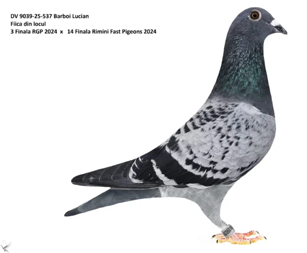 DV 9039-25-537 Femela Barboi Lucian Fiica din locul 3 Finala RGP x 14 Finala Rimini
