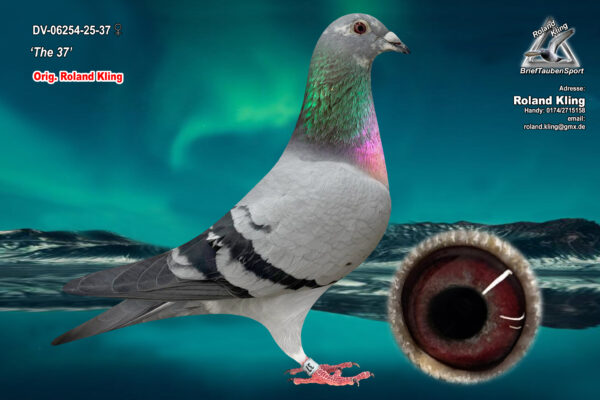 DV 6254-25-37 Femela  Roland Kling Mama este nepoata Pitbull777, tatal este consangvin Wacko Freddy Pipa Elite Center