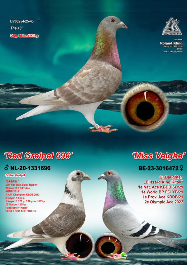 DV 06254-25-43 Femela Roland Kling mama este semisora cu mama lui 3.NAT A.CAT OLYMPIAD DORTMUND 26 5 PROV ACE SD Y I24 11.PROV SPRINT Y ’24 frate cu mai multi superzburatori ,tata este nepot Greipel, Konica, Gold Dust Dirk van den Bulk, mama este nepoata La Machine si Blizzard King Kittel