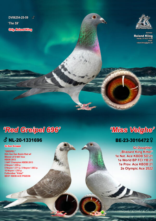 DV 6254-25-59 Mascul Roland Kling mama este semisora cu mama lui 3.NAT A.CAT OLYMPIAD  DORTMUND 26 5 PROV ACE SD Y I24  11.PROV SPRINT Y '24 frate cu mai multi superzburatori ,tata este nepot Greipel, Konica, Gold Dust Dirk van den Bulk, mama este nepoata La Machine si Blizzard King Kittel