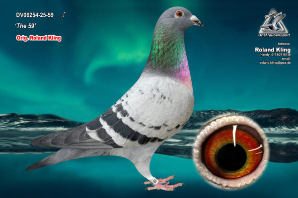 DV 6254-25-59 Mascul Roland Kling mama este semisora cu mama lui 3.NAT A.CAT OLYMPIAD  DORTMUND 26 5 PROV ACE SD Y I24  11.PROV SPRINT Y '24 frate cu mai multi superzburatori ,tata este nepot Greipel, Konica, Gold Dust Dirk van den Bulk, mama este nepoata La Machine si Blizzard King Kittel