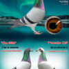 DV 6524-25-66 Femela Roland Kling  Wilms x Velghe Pigeons nepoata Porsche911 si fratele de cuib cu mama lui Best Kittel Pipa Breeding