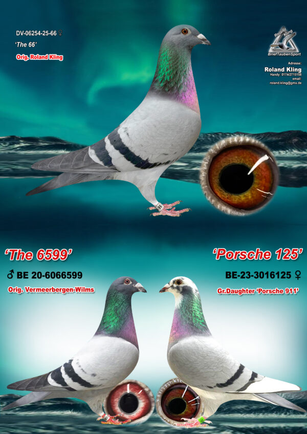 DV 6524-25-66 Femela Roland Kling  Wilms x Velghe Pigeons nepoata Porsche911 si fratele de cuib cu mama lui Best Kittel Pipa Breeding