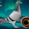 DV 6524-25-66 Femela Roland Kling  Wilms x Velghe Pigeons nepoata Porsche911 si fratele de cuib cu mama lui Best Kittel Pipa Breeding