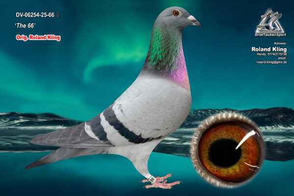 DV 6524-25-66 Femela Roland Kling  Wilms x Velghe Pigeons nepoata Porsche911 si fratele de cuib cu mama lui Best Kittel Pipa Breeding
