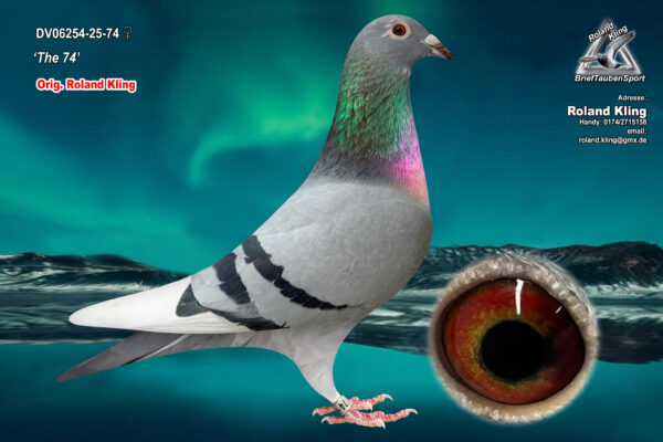 DV 6254-25-74 Femela Roland Kling sora cu o super zbuaratoare si fiica din Miss Duble Tree super zburatoare nepoata Pokerface Andreas Drapa, tata este nepot Prince Porsche si Best Kittel II Pipa Breeding