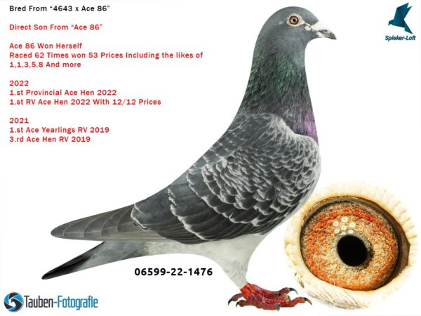 DV 6599-22-1476 Mascul Spieker Loft Fiu din Ace86 2 x locul1