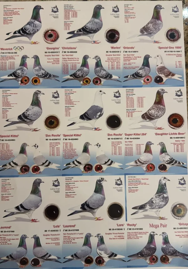 DV 1795-25-271 Mascul Klaus Rachner Consangvin Dublu nepot SPERKITTEL si Sora Olympic Rosita!!!