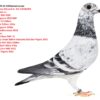 DV 9039-25-538 Mascul Barboi Lucian Super top Inbreed to BIG KASSBOER Semifrate cu: 5 Final RGP 2020 2 AS Pigeons 2020 RGP 8 Final FCI 300km  38 Final 518km  650p 4 As Pigeons 1290p OLR Mediterraneo 2018 Fathe to:  1 ACE 6 Race RGP '21 3 Derby Uman 560km  Romania GGolden Pigens  2021 55 Final RGP 2021 430km 14 FINALA 430km 476p  1057m/min RGP 2022 13 ACE Pigeon 2022