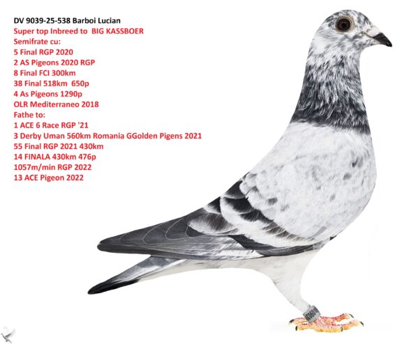 DV 9039-25-538 Mascul Barboi Lucian Super top Inbreed to BIG KASSBOER Semifrate cu: 5 Final RGP 2020 2 AS Pigeons 2020 RGP 8 Final FCI 300km  38 Final 518km  650p 4 As Pigeons 1290p OLR Mediterraneo 2018 Fathe to:  1 ACE 6 Race RGP '21 3 Derby Uman 560km  Romania GGolden Pigens  2021 55 Final RGP 2021 430km 14 FINALA 430km 476p  1057m/min RGP 2022 13 ACE Pigeon 2022