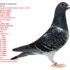NL 25-1516962 Barboi Lucian Fiu din 5 Final RaceHorodnicul  de Sus OLR 2021 420km mother to:  14 FINAL RACE 430km 476p 1057m/min RGP 2022 13 ACE Pigeon 2022 48 Final RGP 2024 Full sister to:  1 AND 4 Speed CS 21  1   776p   173km  1   536p   213km  6   2658p  173km  10  4287p  303km  10  3052p  114km  10  1077p  173km  12  3052p  114km  12  1900p  173km  15  4287p  303km  19  536p   213km  32  4287p  303km  Halfsister to:  4 Ace pigeon OLR Inter. Brasov 2022  53 Finala Horodnic OLR'22 505km